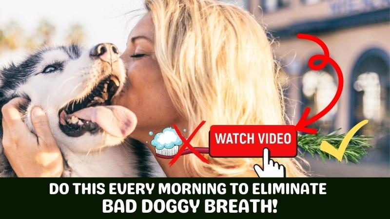 dog bad breath home remedy