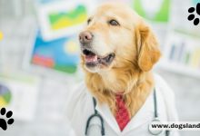 6.7 Common Dog Bad Breath Causes
