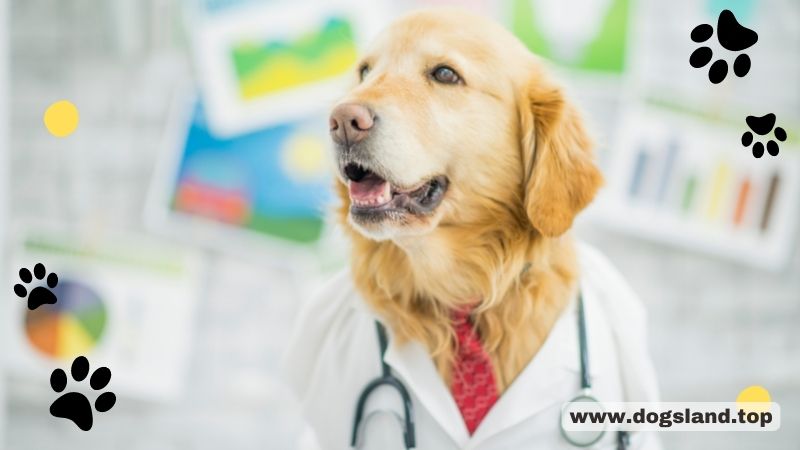 6.7 Common Dog Bad Breath Causes