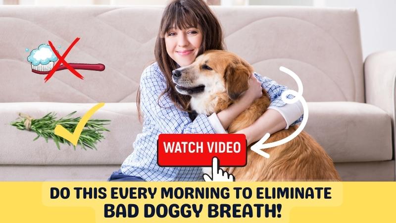 best way to get rid of dog bad breath at home