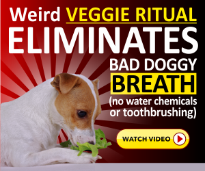 My dog breath stinks