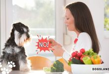 Why Dogs Should Avoid Eating These Foods