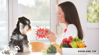 Why Dogs Should Avoid Eating These Foods