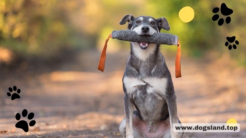 5 Most Popular Dog Training Techniques