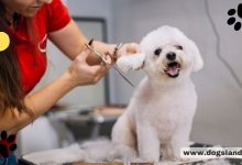 5 Reasons to Groom Your Dog At Home