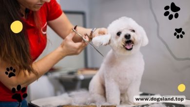 5 Reasons to Groom Your Dog At Home