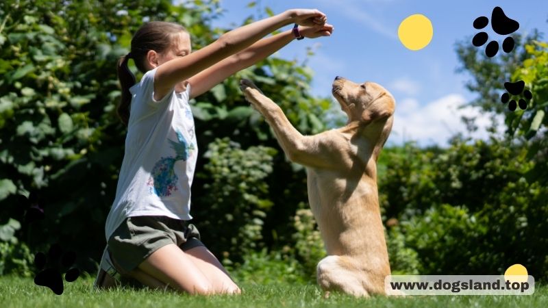 How to Train Your Dog_ 7 Reasons Why You Should Do It Yourself