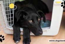 Why Dog Crates Shouldn’t Be Used As A Punishment