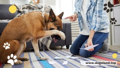 dogsland.top - 5 Dog Behavior Factors That Affect Dog Training at Home