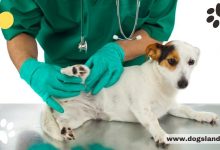 5 Tips To Treat The Joint Pain in Dogs