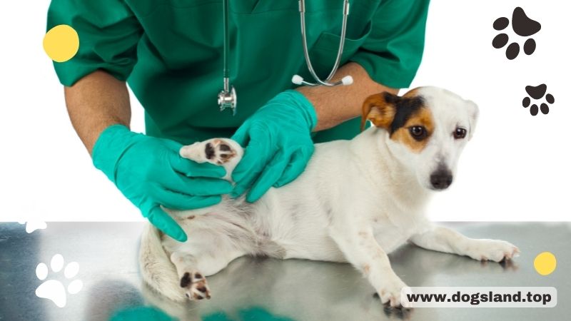 5 Tips To Treat The Joint Pain in Dogs