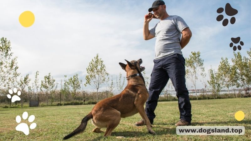 dogsland.top - 6 Training Commands Every Dog Should Learn