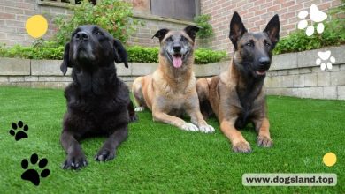 dogsland.top - Do You Make These 4 Common Dog Training Mistakes