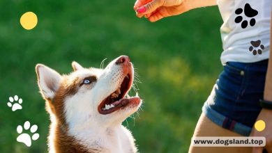 dogsland.top - Effective Dog Reward Training Technique – Simple & Enjoyable