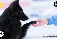 dogsland.top - How To Do Obedience Training For Your Dog