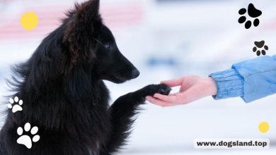 dogsland.top - How To Do Obedience Training For Your Dog