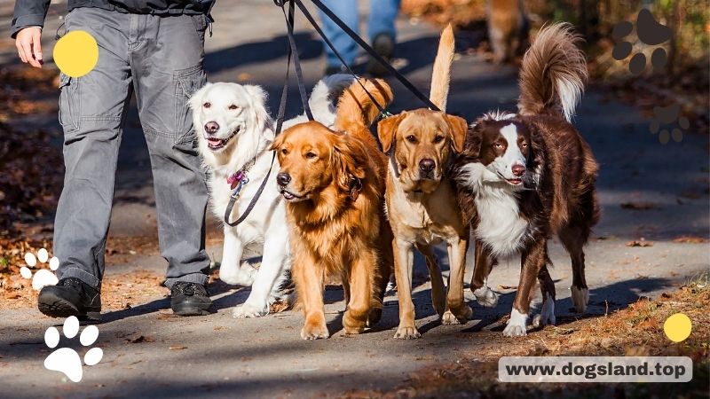 dogsland.top - Top 10 Dog Lovers Jobs & Careers