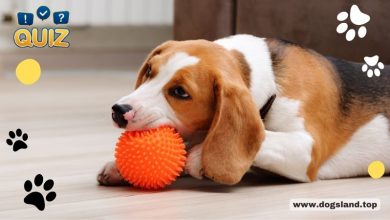 [Quiz] Are Dog Toys 100% Safe?