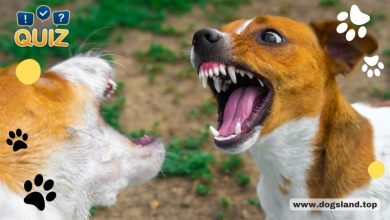 What Can You DO With an Aggressive Dog?