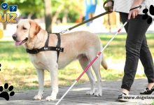How Dogs Help People in Different Ways