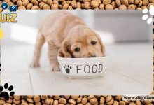 Do You Know These Facts About Dog Food?