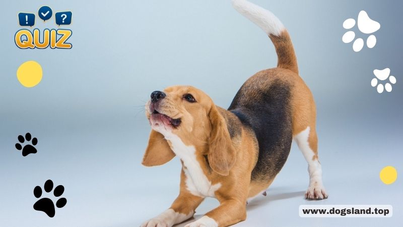 Do You Understand Your Dog's Body Language?