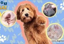 Fungal Infections in Dogs