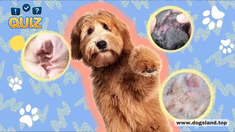 Fungal Infections in Dogs
