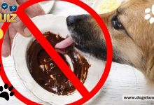 What Food You MUST NOT Give To Your Dog