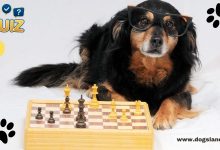 How Smart is Your Dog?