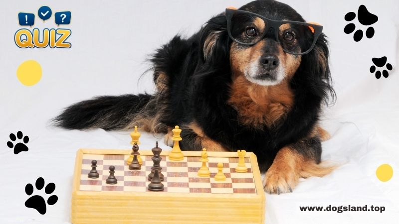 How Smart is Your Dog?