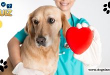 Test Your Veterinary Knowledge To Be a Better Pet Owner!