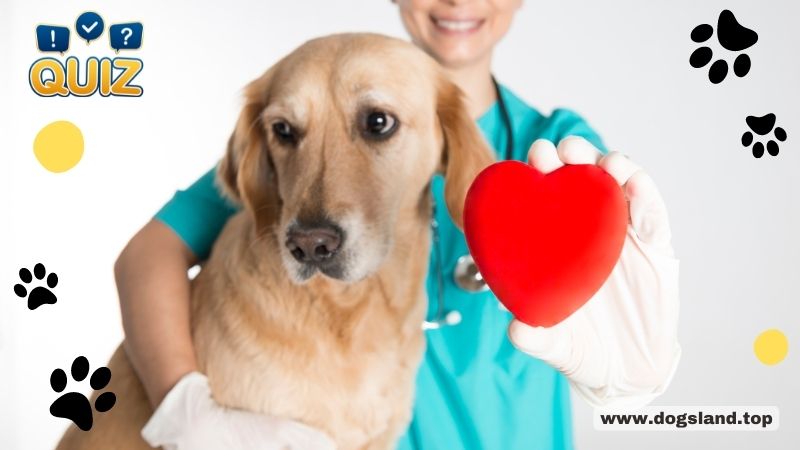 Test Your Veterinary Knowledge To Be a Better Pet Owner!