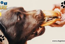 What Food Dogs CAN’T Eat?