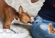 3 PROVEN Ways To Stop Your Dog From Biting People