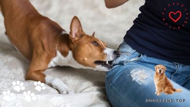 3 PROVEN Ways To Stop Your Dog From Biting People