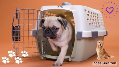 The Ultimate Guide to Making Your Dog Enjoy His Crate – How to Crate Train your Dog