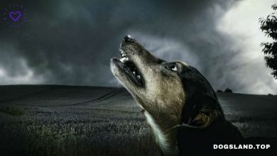 3 Proven Tips to Stop Your Dog Barking at Night