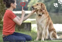 3 Basic Dog Training Commands To Raise The Perfect Puppy