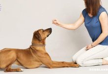 How to Teach Your Dog to "Stay" "Sit" and "Come" Using Natural Methods