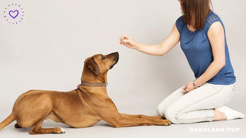 How to Teach Your Dog to "Stay" "Sit" and "Come" Using Natural Methods