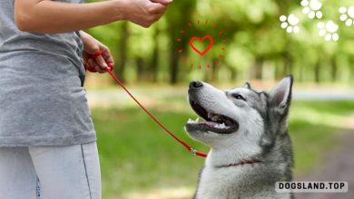 What Works Best in Dog Training: Positive Reinforcement or Negative Reinforcement?