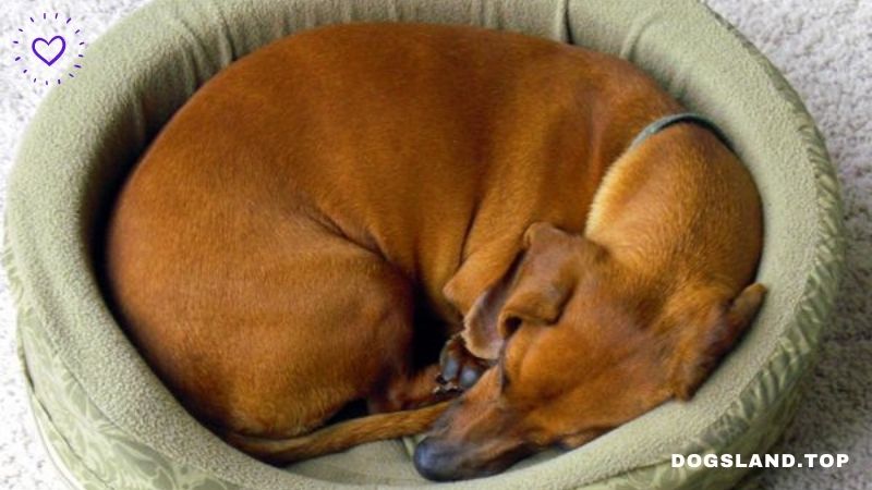 Why Do Dogs Circle Before Lying Down?