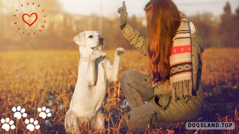 Secrets to a Well-Behaved Dog Through Basic Obedience Training