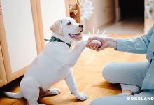 How to Teach a Dog to Shake Hands and Turn Around In Simple Steps