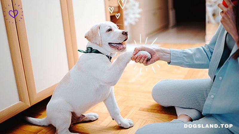 How to Teach a Dog to Shake Hands and Turn Around In Simple Steps