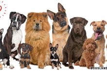 How to Train Dogs with Different Temperaments