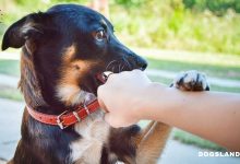 5 Tips Stop the Biting Habit of Your Dog