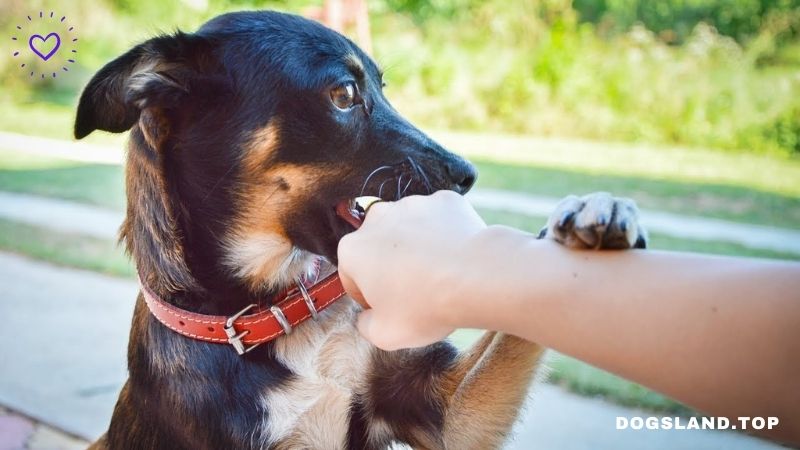5 Tips Stop the Biting Habit of Your Dog