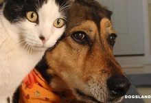 How Can We Train Dogs and Cats to Live Together?